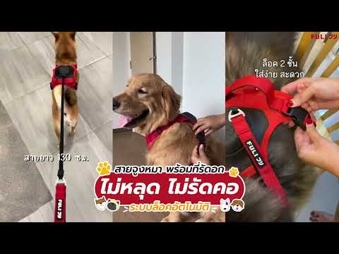 สายจูงรัดอก ยืดหดได้อัตโนมัติ - M | 2in1 Pet Harness with Built-In Leash  - M